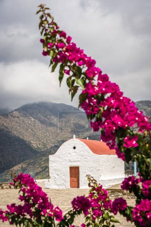 Téléchargez les photos : Purple Bougainvillea flower blooming in the foreground of the small chapel of Holy Triad Monastery in Mesochori village, Karpathos Island, Greece - en image libre de droit