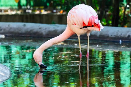 Chilean Flamingo. Bird and birds. Water world and fauna. Wildlife and zoology. Nature and animal photography.
