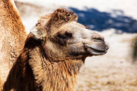 Camello bactriano. Mamíferos y mamíferos. Mundo terrestre y fauna. Vida silvestre y zoología. Naturaleza y fotografía animal.