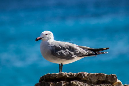 Foto de Gaviota posando en la costa, fondo azul, retrato de animales y aves. - Imagen libre de derechos