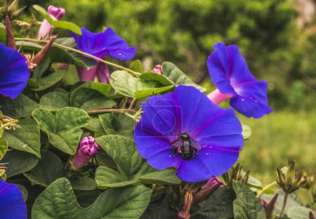 Foto de Flores azules en el jardín - Imagen libre de derechos