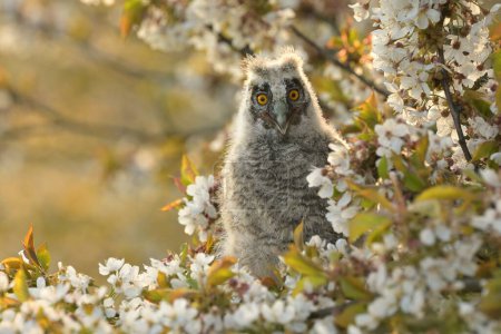 Long-eared owl Asio otus bird young northern long-eared owl feather dusty fluff wild nature lesser horned cat, beautiful animal, lovely magical animal, bird watching ornithology, fauna wildlife sweet