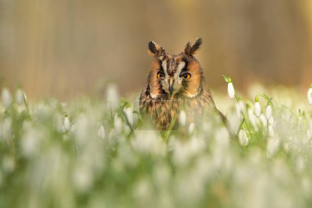 Long-eared owl Asio otus bird young northern long-eared owl feather dusty fluff wild nature lesser horned cat, beautiful animal, lovely magical animal, bird watching ornithology, fauna wildlife sweet