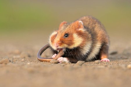 European hamster Cricetus cricetus rodent eurasian black-bellied common grassland in the fields of landscape cereal wheat region, beautiful eyes and fur, eats fruits and berries of harvested crop, darling dute, intensive agriculture endangered specie