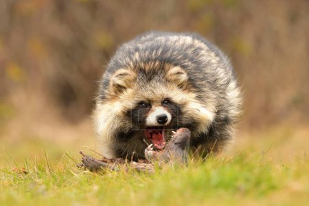 Common raccoon dog Nyctereutes procyonoides Chinese Asian field closeup cute darling invasive species in Europe, evening sunset summer looking, beast fur eyes problem for biodiversity, nature conservation, wetlands and marshland landscape, Japanese, 