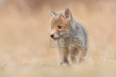 Red fox Vulpes vulpes canine beast forest meadows life animal in countryside beautiful fur and eyes, smart cute darling, hunting vermin, bird hunter, human settlements village in the mountains gamekeeping, Czech Republic, Europe, European Union