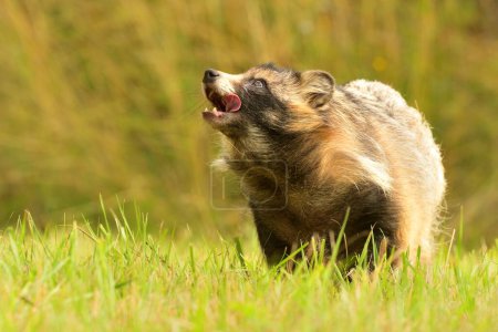 Common raccoon dog Nyctereutes procyonoides Chinese Asian field closeup cute darling invasive species in Europe, evening sunset summer looking, beast fur eyes problem for biodiversity, nature conservation, wetlands and marshland landscape, Japanese, 