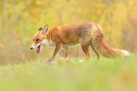 Red fox Vulpes vulpes canine beast forest meadows life animal in countryside beautiful fur and eyes, smart cute darling, hunting vermin, bird hunter, human settlements village in the mountains