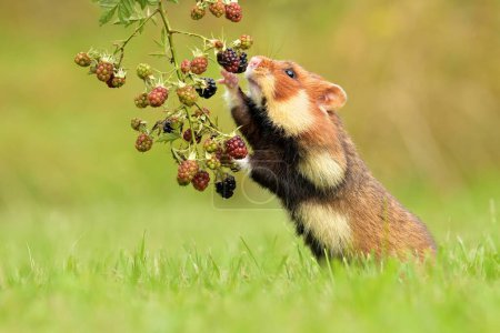 Hamster européen Cricetus cricetus rongeur eurasien prairie commune à ventre noir dans les champs de paysage région de blé céréalier, beaux yeux et fourrure, mange des fruits et des baies des cultures récoltées
