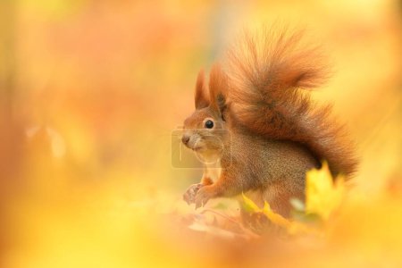Red squirrel Sciurus vulgaris eurasian cute darling forest meadow animal red rusty in nature eyes beautiful loving, tree filbert collect nuts draw near village, runs jump fast cubs caress, has big