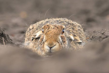 European hare Lepus europaeus brown cute darling field meadow animal in nature, draw near village, runs fast, cubs beautiful eyes caress, has big ears, agricultural landscape, food crop after harvest