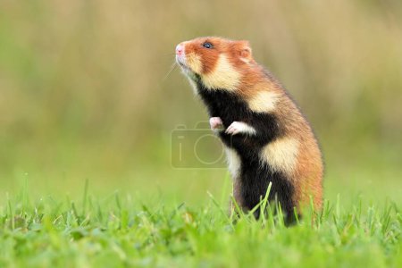 Hamster européen Cricetus cricetus rongeur eurasien prairie commune à ventre noir dans les champs de paysage région de blé céréalier, beaux yeux et fourrure, mange des fruits et des baies des cultures récoltées