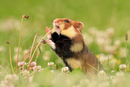 Cricetus cricetus European hamster rodent eurasian black-bellied common grassland in the fields of landscape cereal wheat region, beautiful eyes and fur, eats fruits and berries of harvested crop