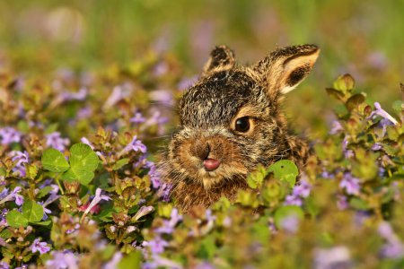Lepus europaeusEuropean hare cute darling young brown field meadow animal in nature, draw near village, runs fast, cubs beautiful eyes caress, has ears, agricultural landscape, food crop harvest