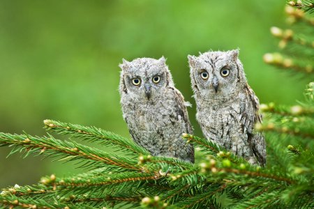 Scops owl Otus scops bird young northern long-eared owl feather dusty fluff wild nature lesser horned cat, beautiful animal, lovely magical animal, bird watching ornithology, fauna wildlife sweet
