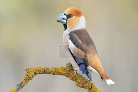 Hawfinch Coccothraustes coccothraustes bird songbird wildlife nature predator cock o the north, beautiful animal mountain finch, lovely magical animal, bird watching ornithology, insectivore prey