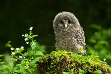 Ural owl Strix uralensis bird young northern long-eared owl feather dusty fluff wild nature lesser horned cat, beautiful animal, lovely magical animal, bird watching ornithology, fauna wildlife sweet