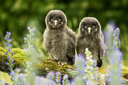 Great grey owl Strix nebulosa bird young northern long-eared owl feather dusty fluff wild nature lesser horned cat, beautiful animal, lovely magical animal, bird ornithology, fauna wildlife sweet