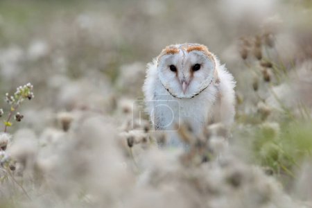 Barn owl Tyto alba bird young northern long-eared owl feather dusty fluff wild nature lesser horned cat, beautiful animal, lovely magical animal, bird watching ornithology, fauna wildlife sweet