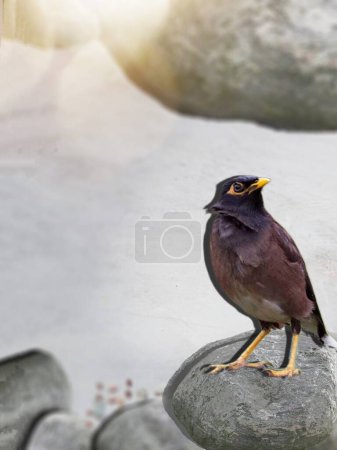 Common Myna Bird: It is a common bird found in many countries like Pakistan. It is also known as Myna, (Latin name Acridothers Tristis). It is a timid but smart bird. In Pakistan