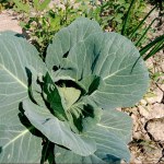 cabbage in the garden:Green cabbage flower  isolated in a field.