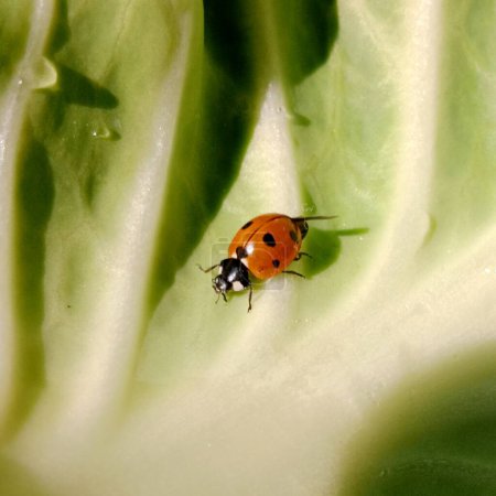 Marienkäfer: Auf dem Feld steht ein roter Marienkäfer auf einem grünen Kohlblatt.