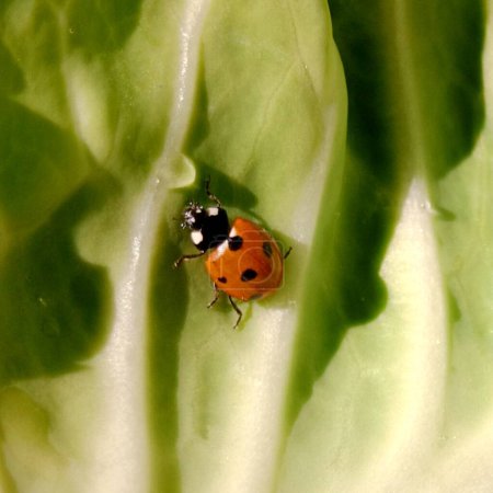 Ladybug: In the field  a red ladybug is on a green leaf of cabbage.In Pakistan