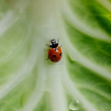 Ladybug: In the field  a red ladybug is on a green leaf of cabbage.In Pakistan