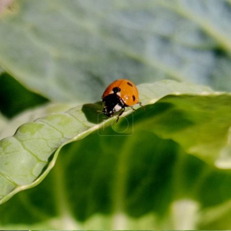 Marienkäfer: Auf dem Feld steht ein roter Marienkäfer auf einem grünen Kohlblatt.