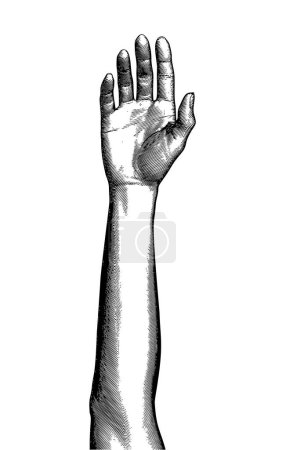 Téléchargez les illustrations : Monochrome vintage gravé dessin soulevé humain femelle vecteur main illustration avant-bras vue de face isolé sur fond blanc - en licence libre de droit