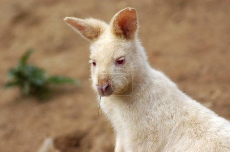 Close-up of an Albino Wallaby