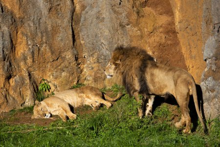 Lion et Lionne en chaleur et copulant en reproduction.