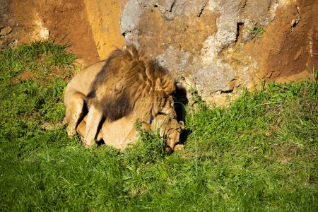Lion et Lionne en chaleur et copulant en reproduction.