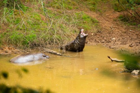 hippopotame pygmée avec bouche ouverte dans l'eau
