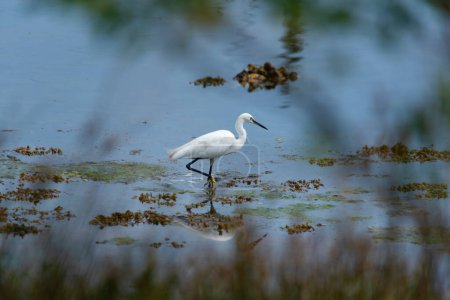 Little Egret searching for food in a lagoon
