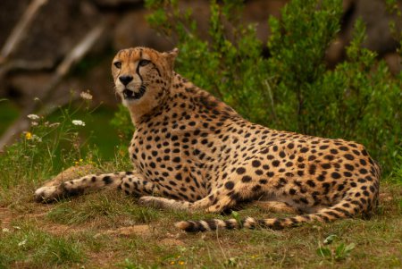 Cheetah sitting and resting after a failed run
