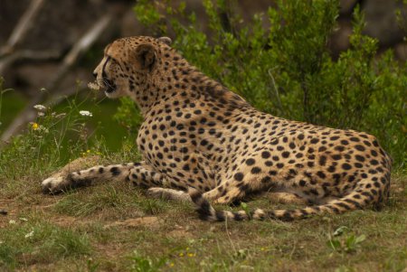 Cheetah sitting and resting after a failed run