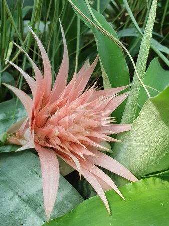 Aechmea flower, a large pink flower with pointed petals and spiky leaves, is warlike and unique