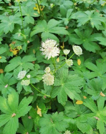 Astrantia is large, the flower is white, has a structure similar to an umbrella,aquatic plants, large decorative foliage perennials