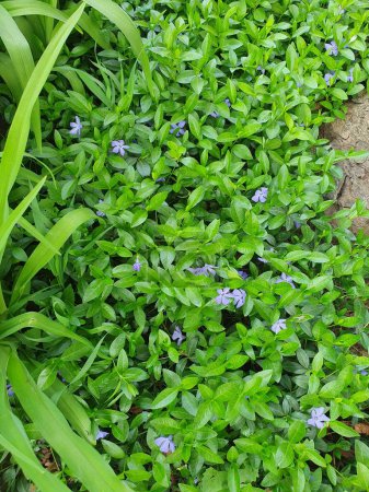 Pervenche est un sous-arbuste rampant à feuilles persistantes, fleurs bleues, herbes aux pousses florifères dressées