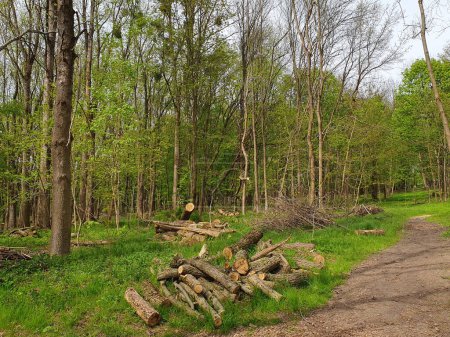 Cutting down old dry trees in spring, path to the forest, wood, branches, nature