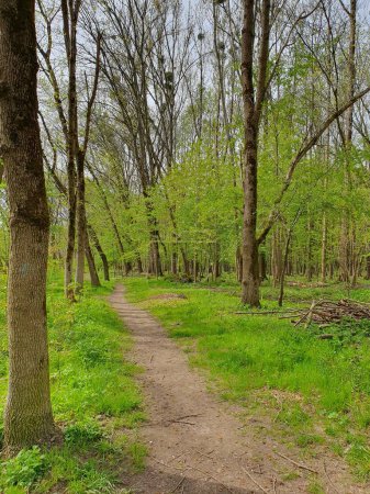Cutting down old dry trees in spring, path to the forest, wood, branches, nature
