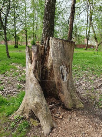 A large rotten stump in a deciduous forest, a stump with a hollow inside next to a tree, spring