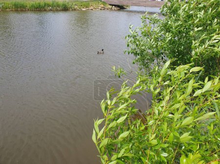 A small lake in the city, a wild duck is swimming on the lake, reeds, trees, bushes, grass, nature grow around the lake