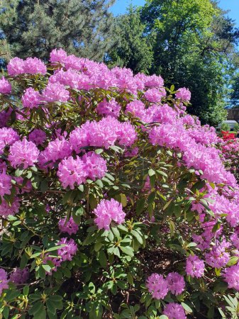 Ein großer Strauch blühender Rhododendron im Park. Viele rosa Rhododendron-Blüten, heiße rosa Hybrid-Rhododendron-Blüten mit Blättern im Sommer im Garten