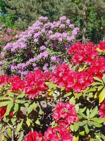 A large bush of blooming rhododendron in the park. Red and hot pink hybrid rhododendron flowers with leaves in the garden in summer