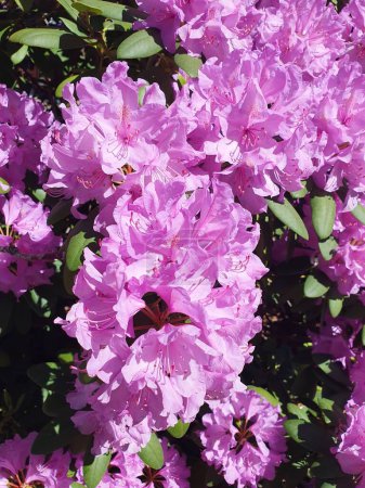 A large bush of blooming rhododendron in the park. Many pink rhododendron flowers, hot pink hybrid rhododendron flowers with leaves in the garden in summer