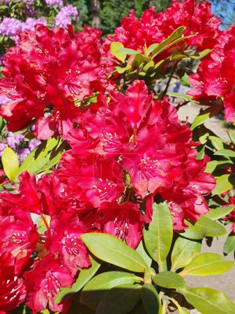 A large bush of blooming rhododendron in the park. Red hybrid rhododendron flowers with leaves in the garden in summer