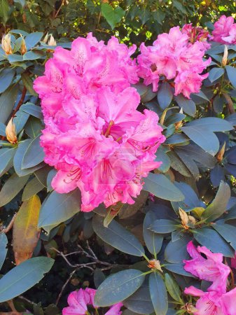 Un gran arbusto de rododendro floreciente en el parque. Muchas flores de rododendro rosa, flores de rododendro híbrido rosa caliente con hojas en el jardín en verano