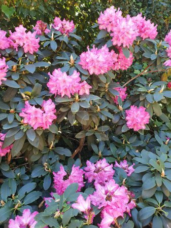 Un gran arbusto de rododendro floreciente en el parque. Muchas flores de rododendro rosa, flores de rododendro híbrido rosa caliente con hojas en el jardín en verano